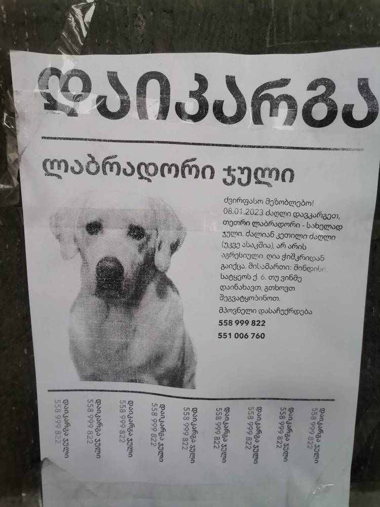 დაიკარგა ძაღლი, ლაბრადორი