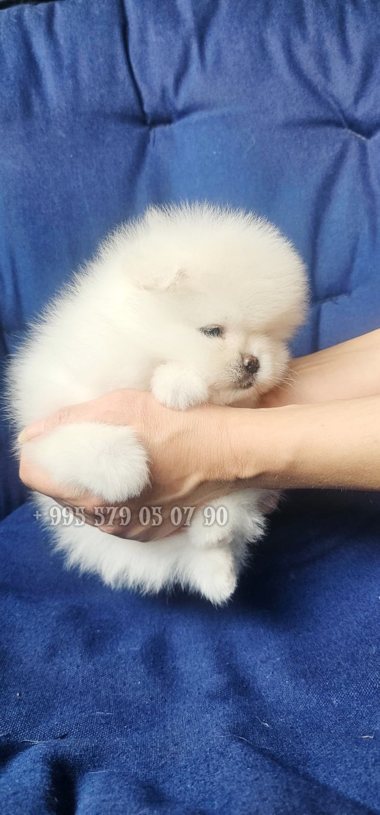 პომერანიანი