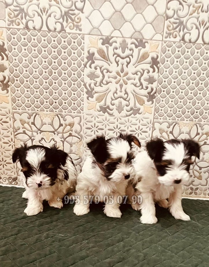 იორკშირ-ტერიერი