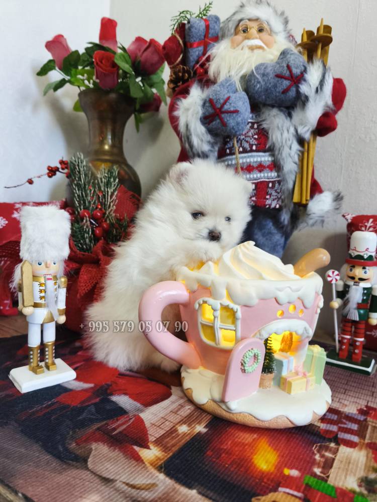 პომერანიანი