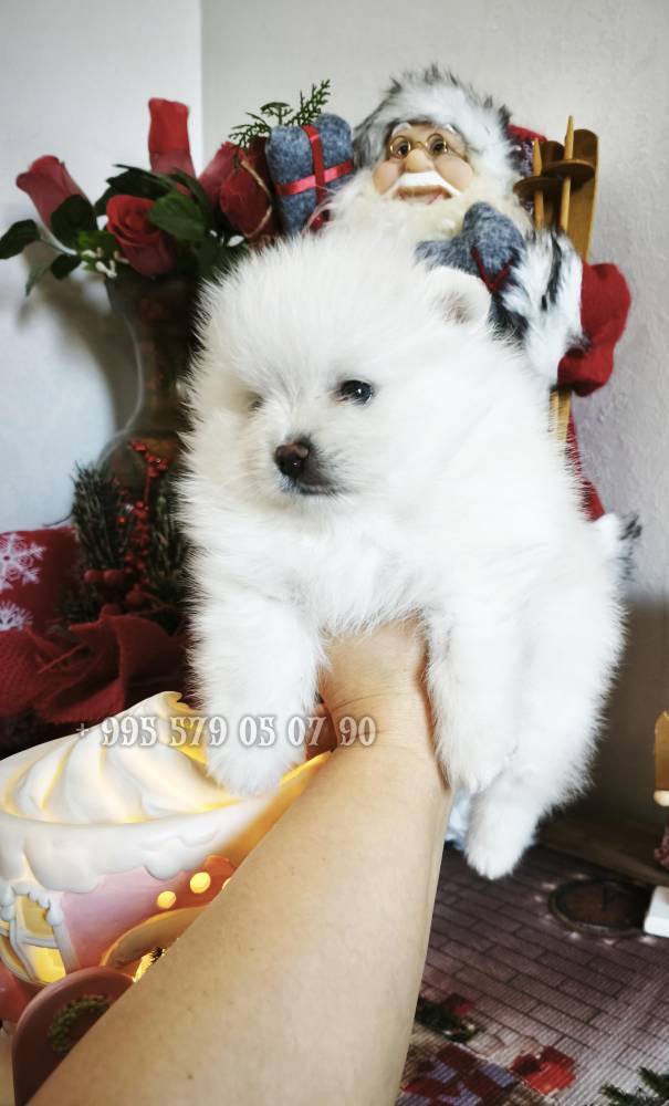 პომერანიანი