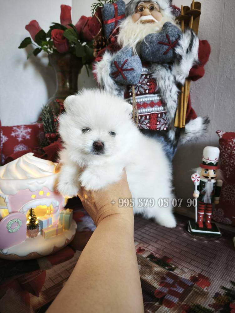 პომერანიანი