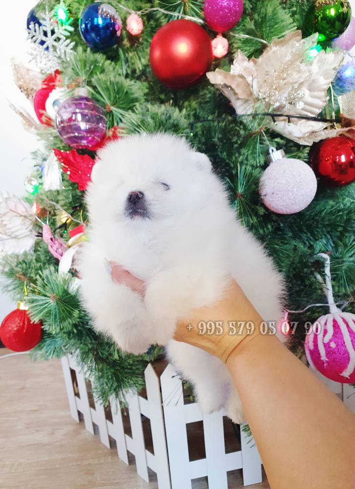 პომერანიანი