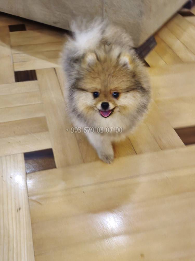 პომერანიანი