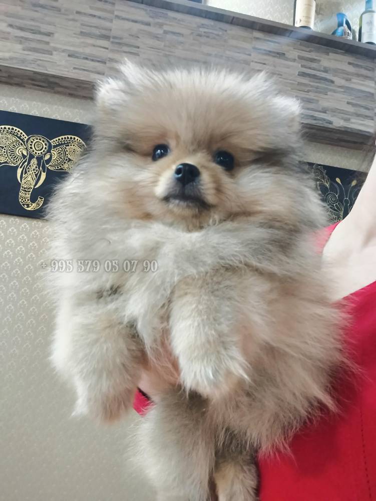 პომერანიანი