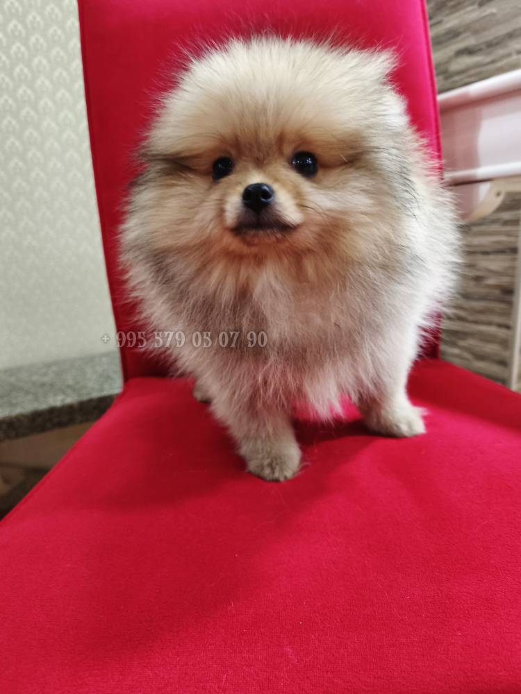 პომერანიანი