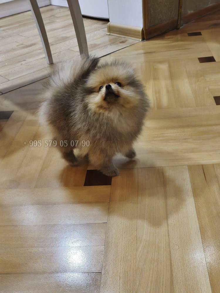 პომერანიანი