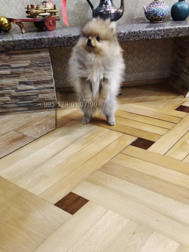 პომერანიანი