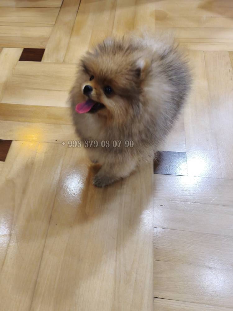 პომერანიანი