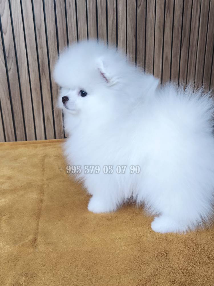 პომერანიანი