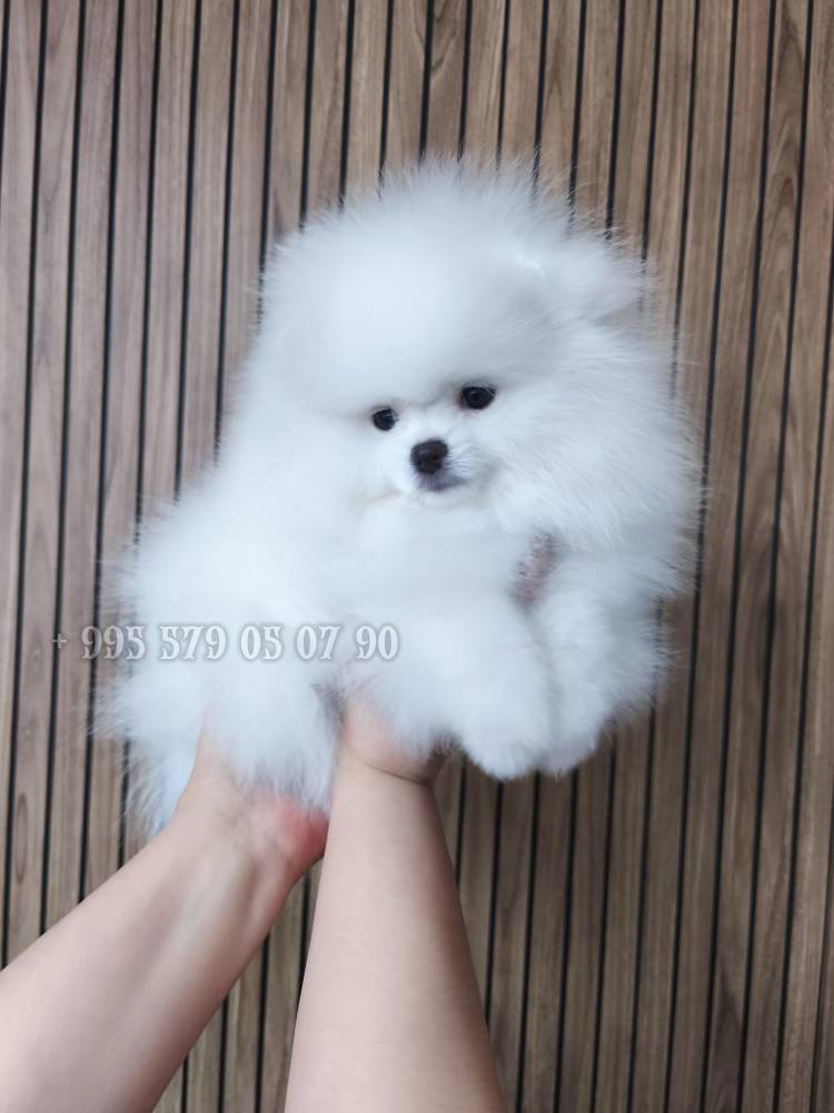 პომერანიანი