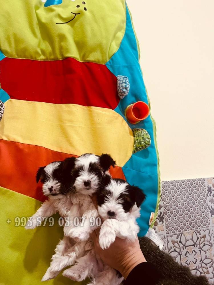 იორკშირ-ტერიერი