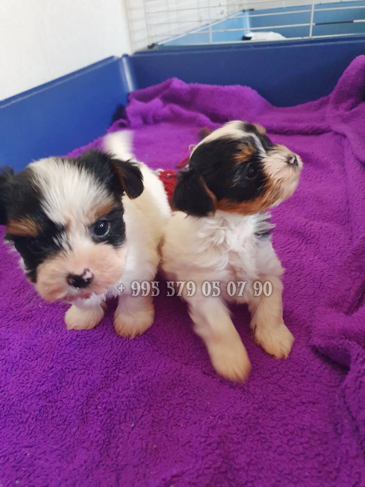 იორკშირ-ტერიერი