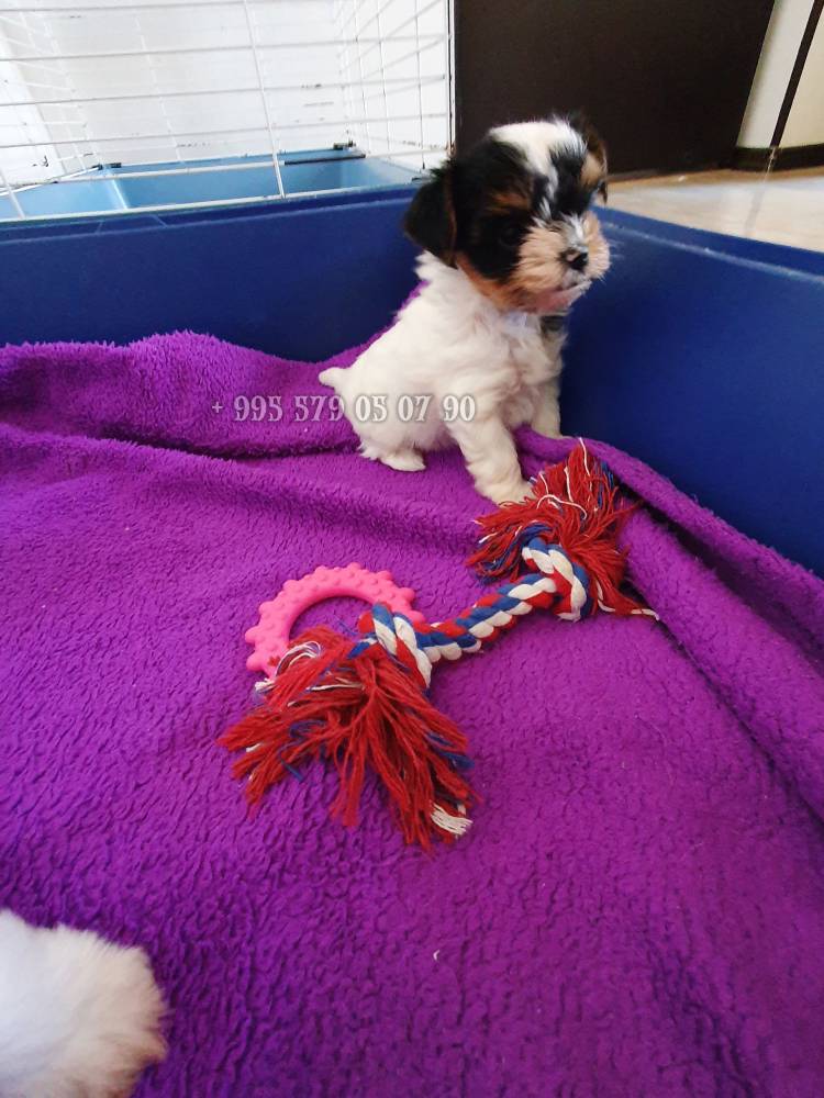 იორკშირ-ტერიერი