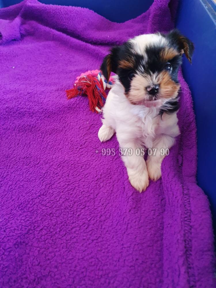 იორკშირ-ტერიერი