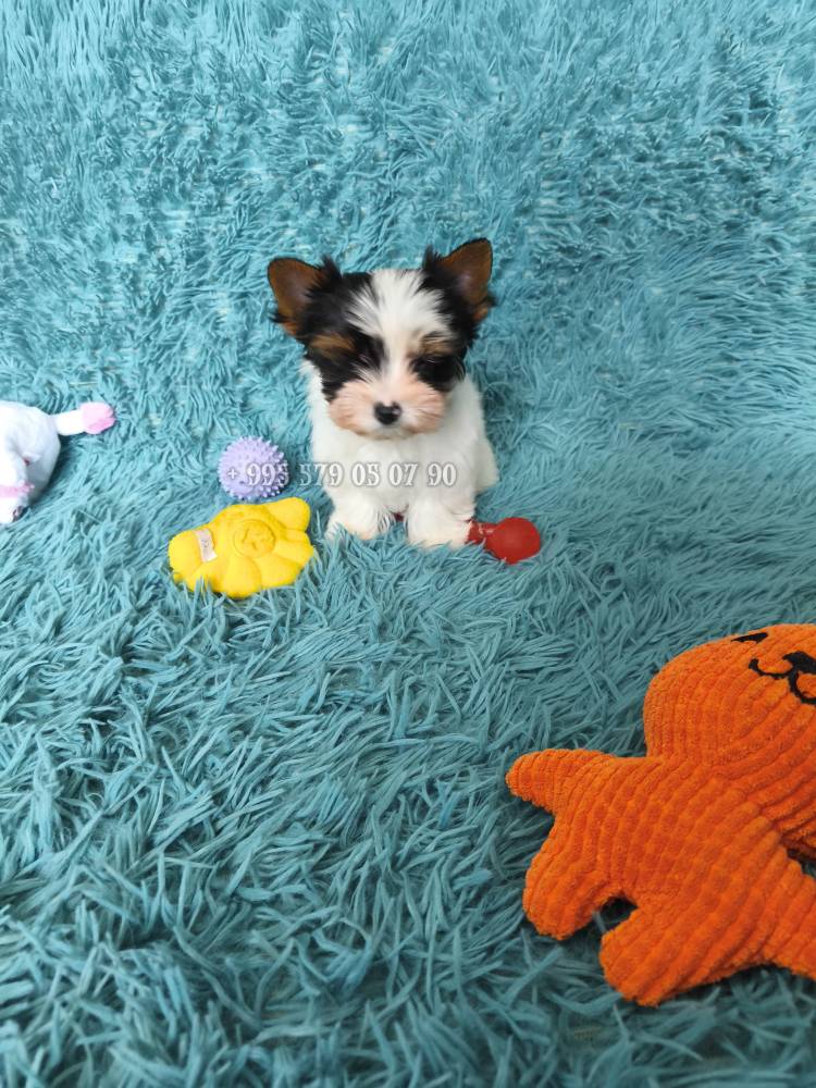 იორკშირ-ტერიერი