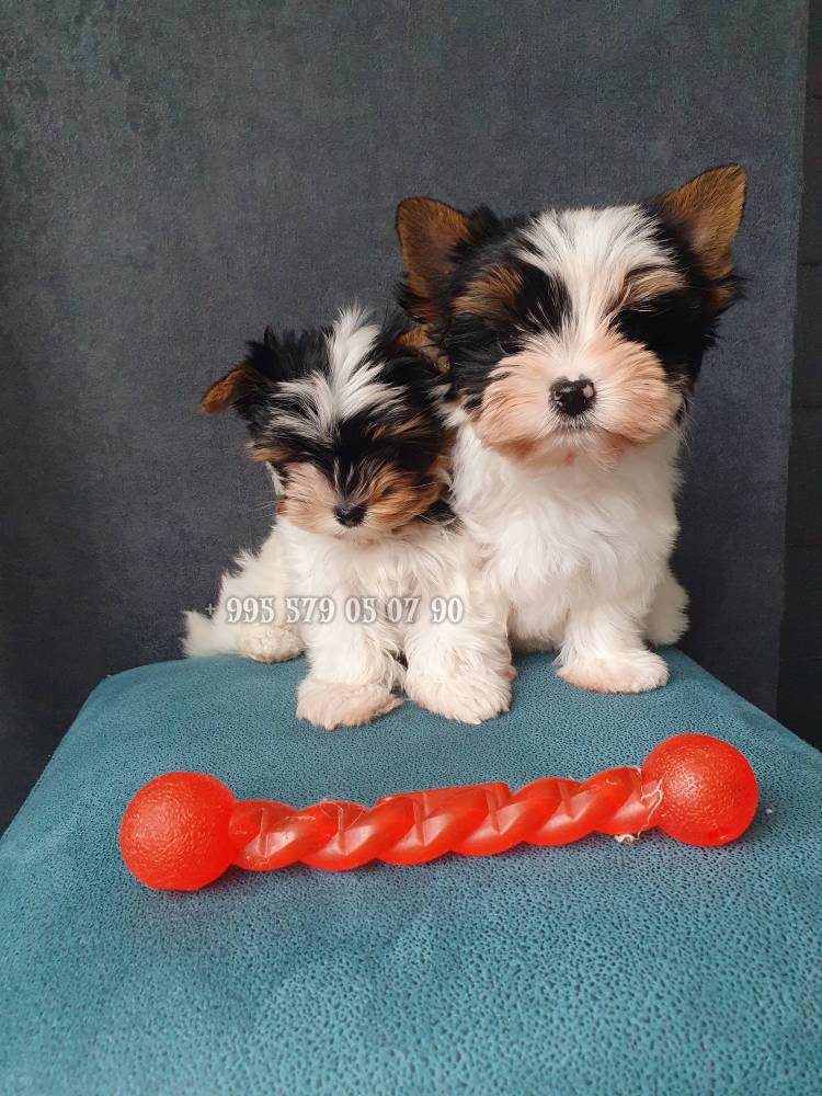 იორკშირ-ტერიერი