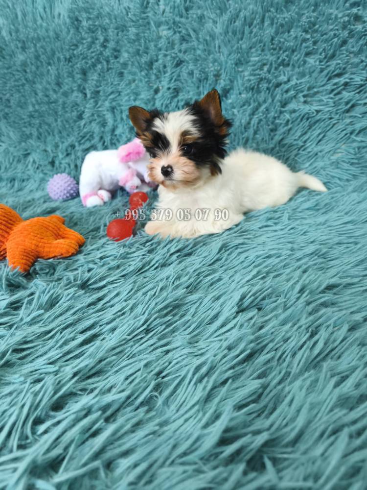 იორკშირ-ტერიერი