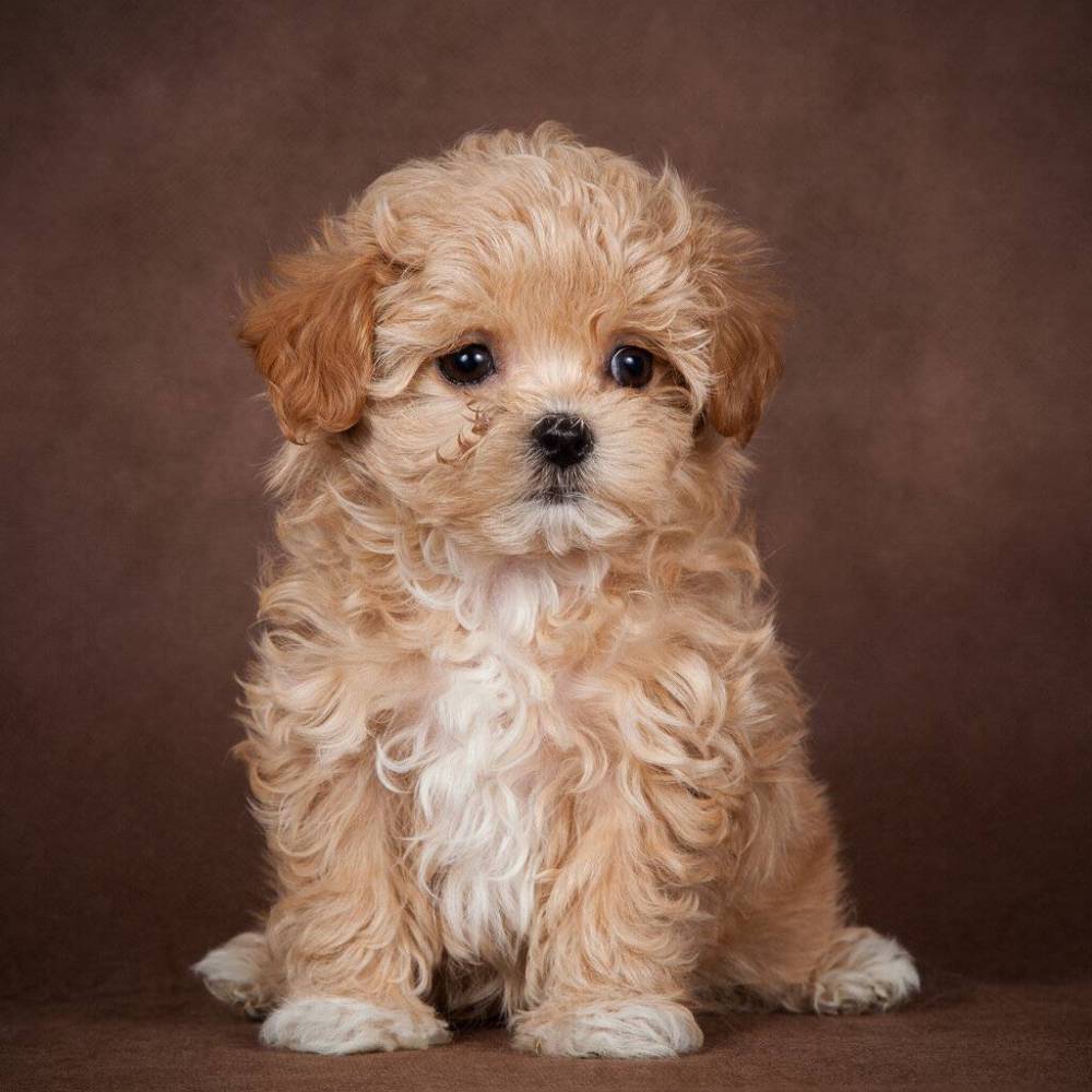 მალტიპოო