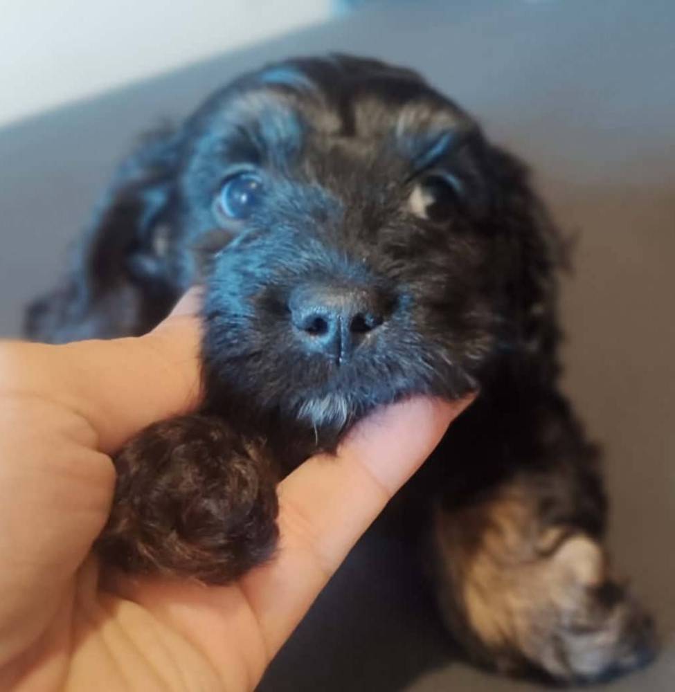 მალტიპოო