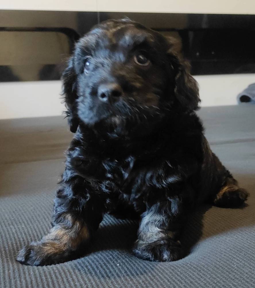 მალტიპოო