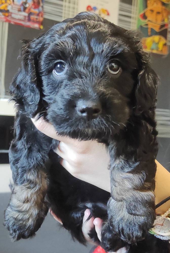 მალტიპოო