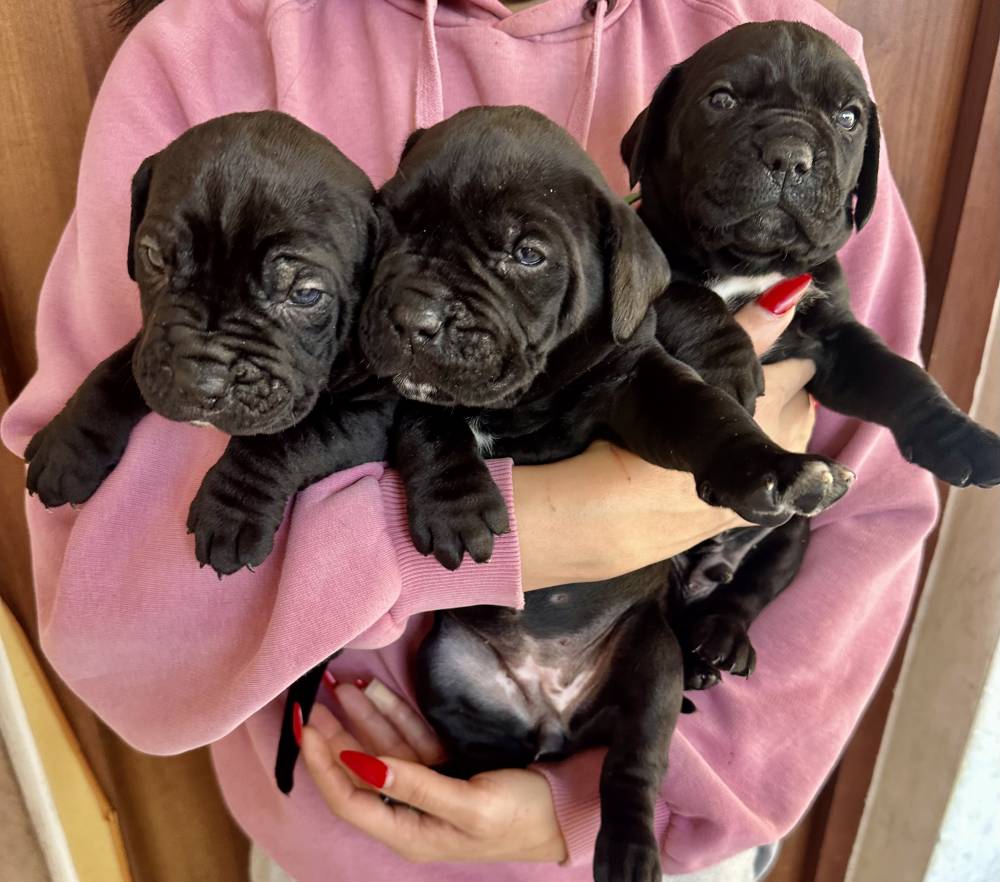 კანე კორსო