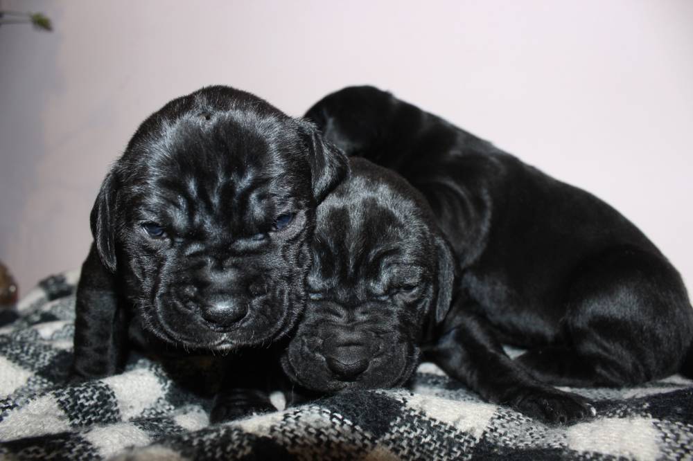 კანე კორსო