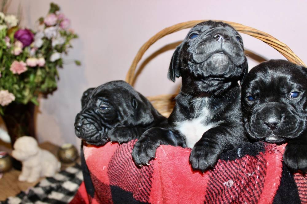 კანე კორსო