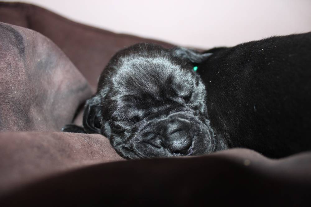 კანე კორსო