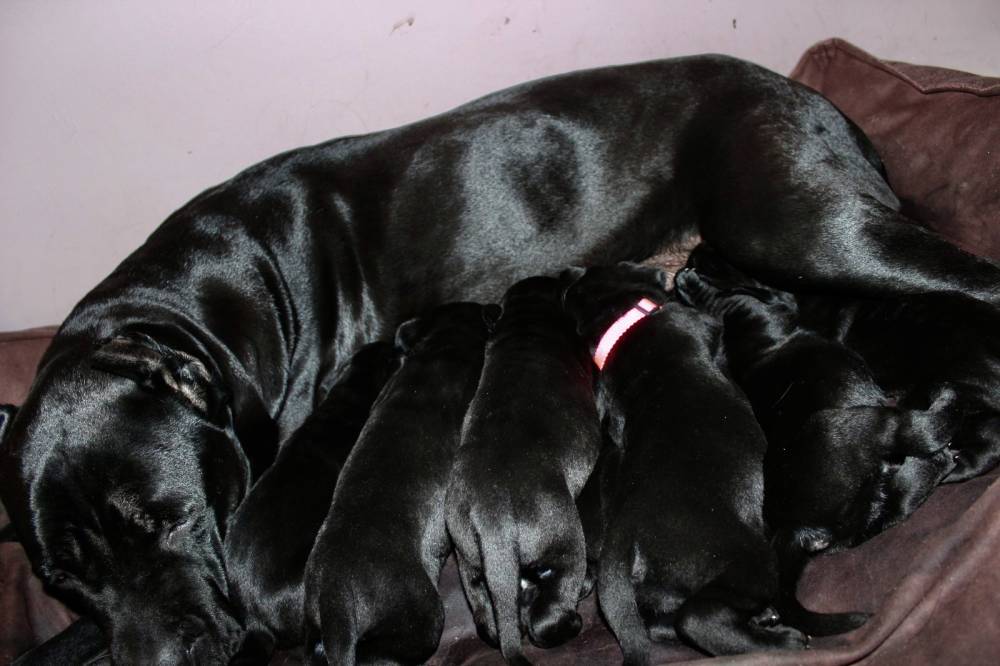 კანე კორსო