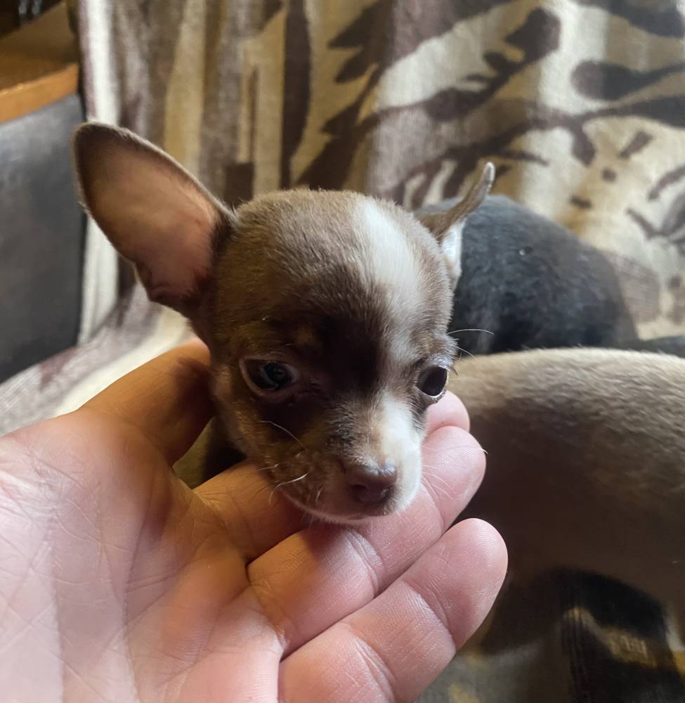 რუსული ტოიტერიერი