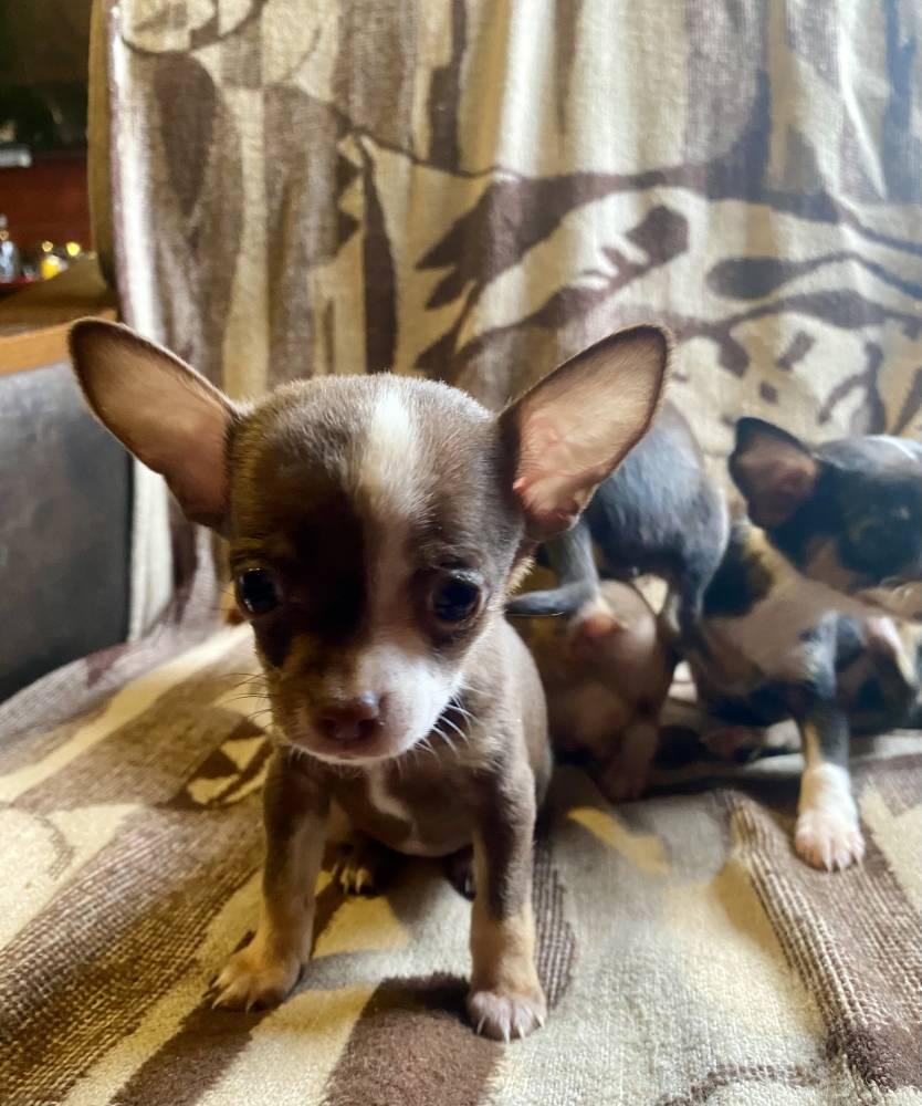 რუსული ტოიტერიერი