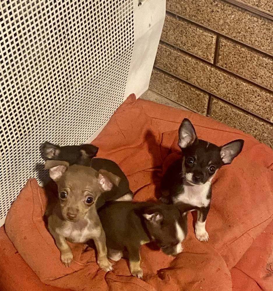 რუსული ტოიტერიერი