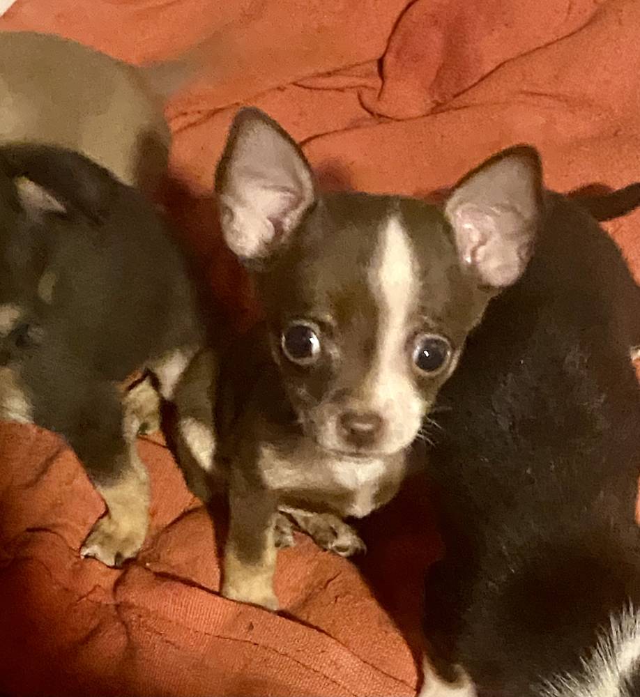 რუსული ტოიტერიერი