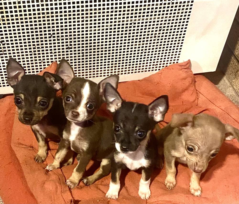 რუსული ტოიტერიერი