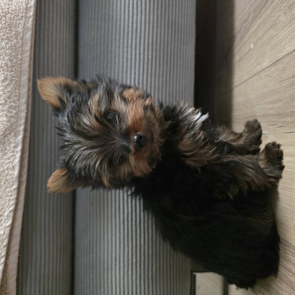 იორკშირ-ტერიერი