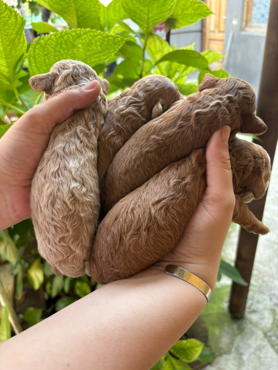 პუდელი