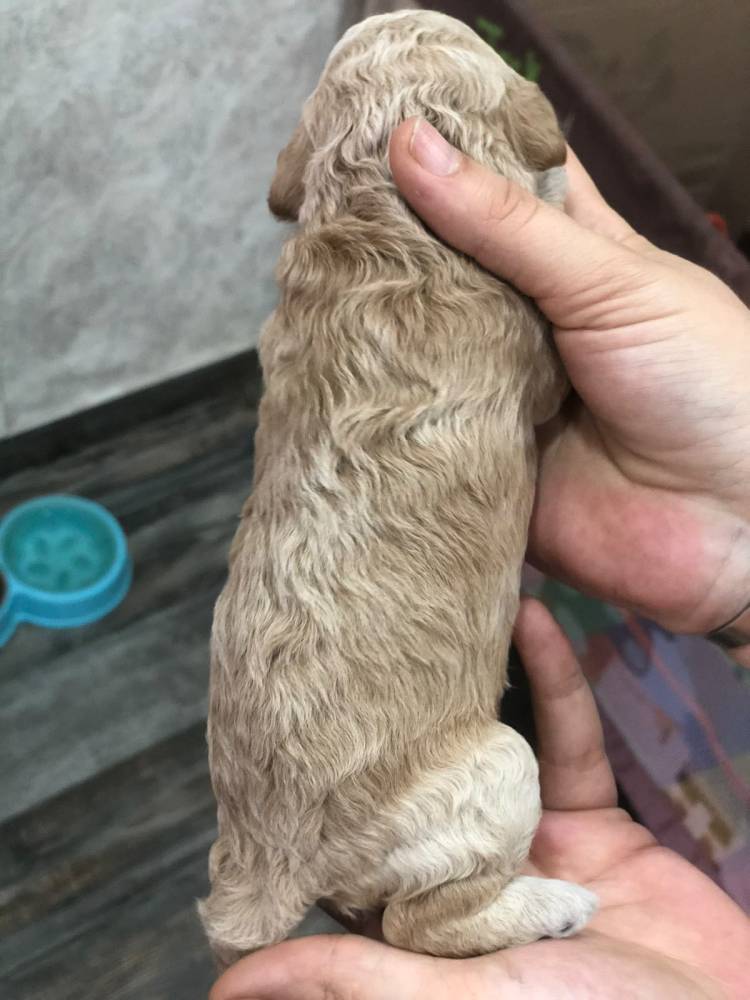 პუდელი
